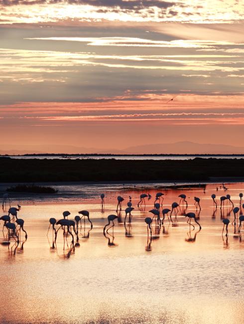 parc de camargue visiter Chèque-Vacances Connect