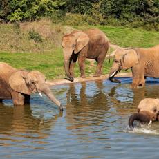 zoo beauval cheques vacances