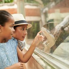 admirer des reptiles en famille