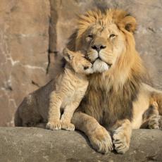 Les lions au zoo