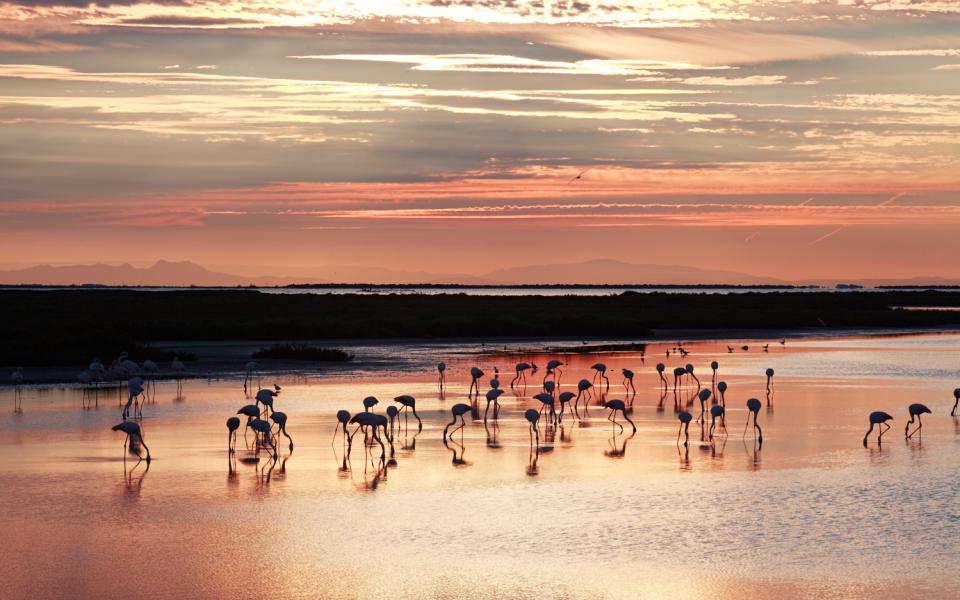 Destination camargues vacances été