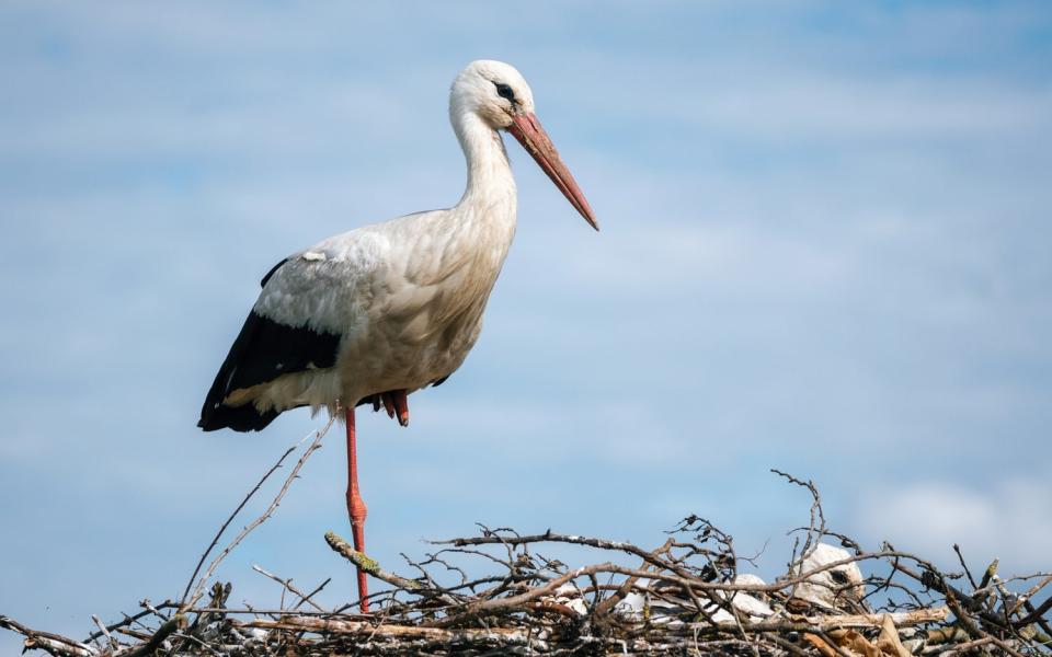 oisillon parc des oiseaux cheques vacances