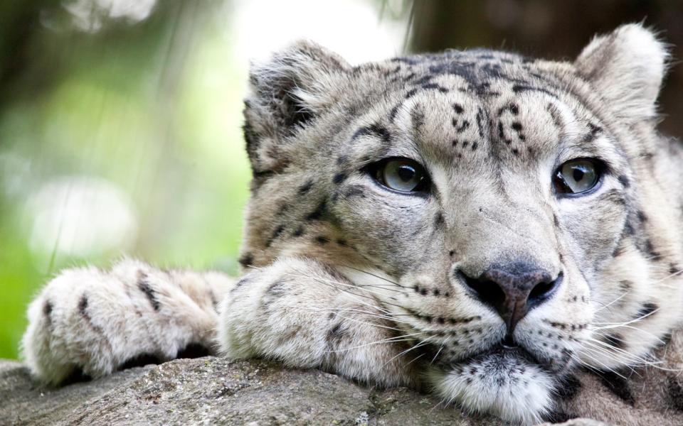 panthere zoo beauval