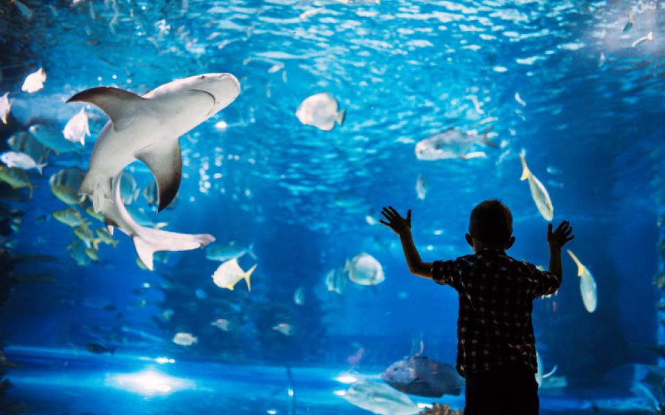 aquarium en famille pour halloween cheque-vacance