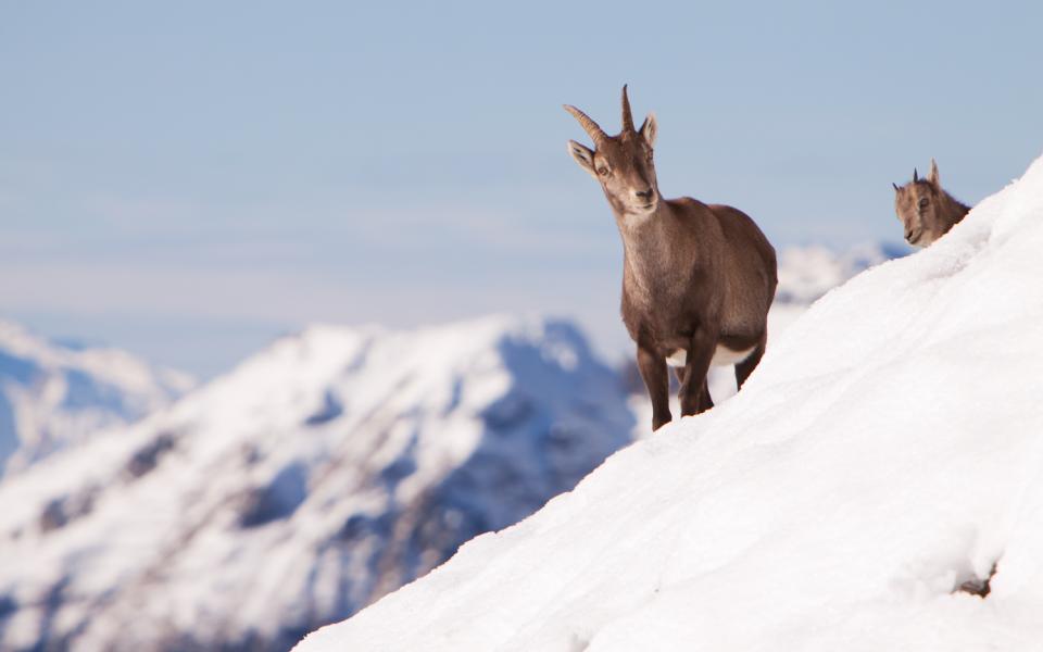 Vacances montagne Vosges