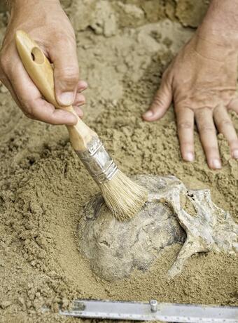 Le design du Musée de Préhistoire des Gorges du Verdon