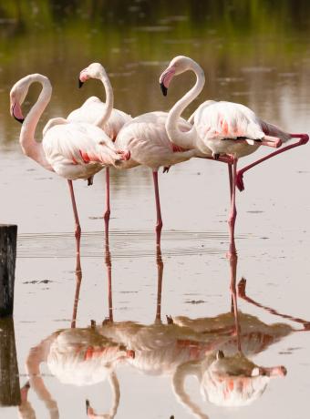 parti en vacances en famille camargue cheque-vacances