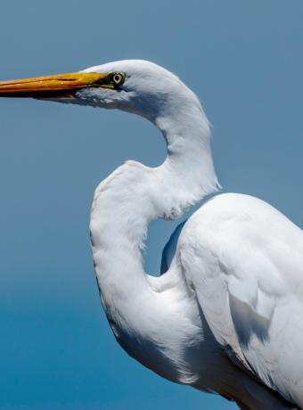 ornithologue Guérande ANCV