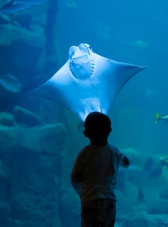 Aquarium Bretagne ANCV