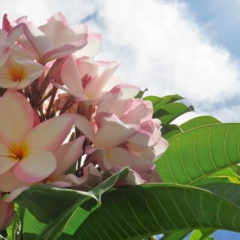 Se promener dans le Jardin de Balata avec les Chèques-Vacances
