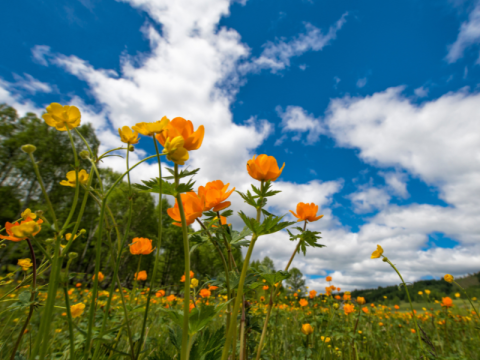 Idées activités printemps Chèque-Vacances 
